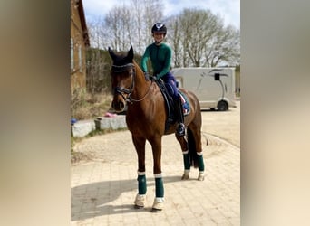Deutsches Sportpferd, Wallach, 8 Jahre, 166 cm, Dunkelfuchs