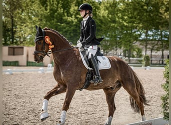 Deutsches Sportpferd, Wallach, 8 Jahre, 166 cm, Dunkelfuchs