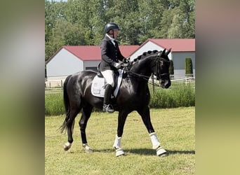 Deutsches Sportpferd, Wallach, 8 Jahre, 166 cm, Rappe
