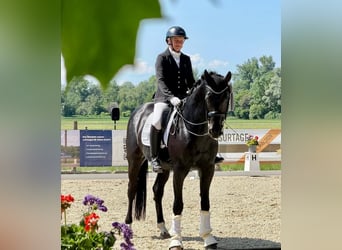 Deutsches Sportpferd, Wallach, 8 Jahre, 166 cm, Rappe