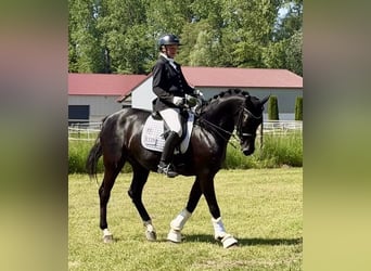 Deutsches Sportpferd, Wallach, 8 Jahre, 166 cm, Rappe
