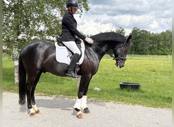 Deutsches Sportpferd, Wallach, 8 Jahre, 166 cm, Rappe