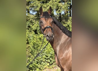 Deutsches Sportpferd, Wallach, 8 Jahre, 167 cm, Brauner