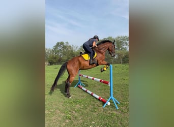 Deutsches Sportpferd, Wallach, 8 Jahre, 167 cm, Brauner