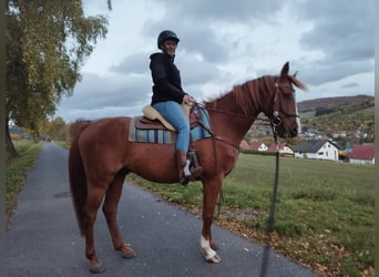 Deutsches Sportpferd, Wallach, 8 Jahre, 167 cm, Fuchs