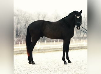 Deutsches Sportpferd, Wallach, 8 Jahre, 167 cm, Rappe