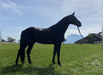 Deutsches Sportpferd, Wallach, 8 Jahre, 167 cm, Rappe