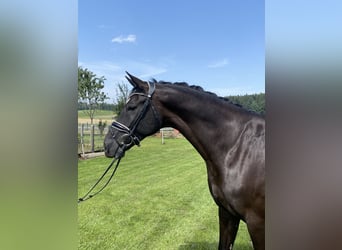 Deutsches Sportpferd, Wallach, 8 Jahre, 167 cm, Rappe
