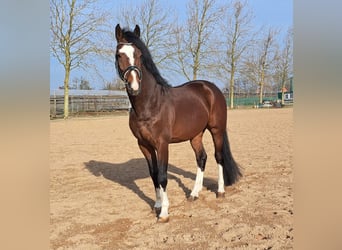 Deutsches Sportpferd, Wallach, 8 Jahre, 168 cm, Brauner