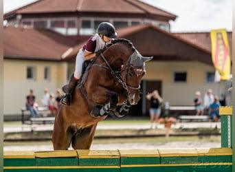 Deutsches Sportpferd, Wallach, 8 Jahre, 168 cm, Brauner