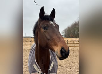 Deutsches Sportpferd, Wallach, 8 Jahre, 168 cm, Dunkelbrauner