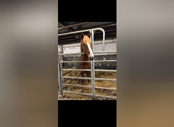 Deutsches Sportpferd, Wallach, 8 Jahre, 168 cm, Fuchs