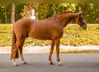 Deutsches Sportpferd, Wallach, 8 Jahre, 168 cm, Fuchs