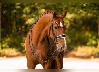 Deutsches Sportpferd, Wallach, 8 Jahre, 168 cm, Fuchs
