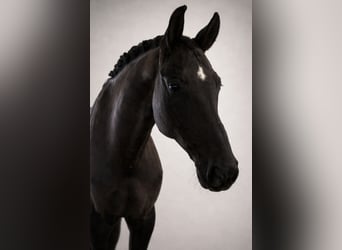 Deutsches Sportpferd, Wallach, 8 Jahre, 168 cm, Rappe