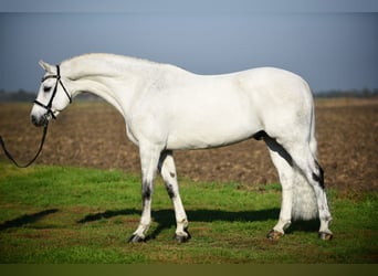 Deutsches Sportpferd, Wallach, 8 Jahre, 168 cm, Schimmel