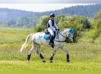 Deutsches Sportpferd, Wallach, 8 Jahre, 169 cm, Apfelschimmel