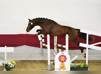 Deutsches Sportpferd, Wallach, 8 Jahre, 169 cm, Brauner