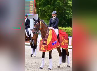 Deutsches Sportpferd, Wallach, 8 Jahre, 169 cm, Brauner