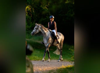 Deutsches Sportpferd, Wallach, 8 Jahre, 169 cm, Schimmel