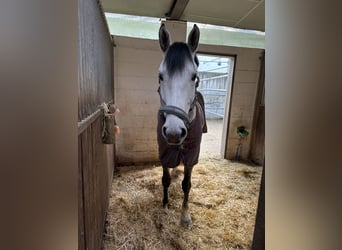 Deutsches Sportpferd, Wallach, 8 Jahre, 170 cm, Apfelschimmel