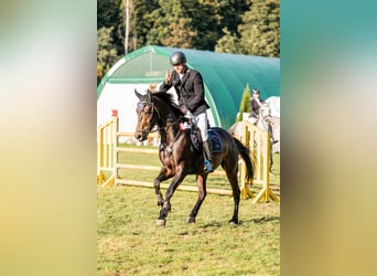 Deutsches Sportpferd, Wallach, 8 Jahre, 170 cm, Brauner