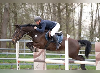 Deutsches Sportpferd, Wallach, 8 Jahre, 170 cm, Brauner