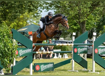 Deutsches Sportpferd, Wallach, 8 Jahre, 170 cm, Brauner