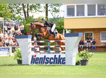 Deutsches Sportpferd, Wallach, 8 Jahre, 170 cm, Brauner