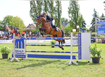 Deutsches Sportpferd, Wallach, 8 Jahre, 170 cm, Brauner