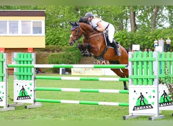 Deutsches Sportpferd, Wallach, 8 Jahre, 170 cm, Brauner