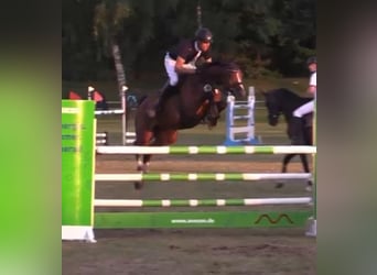 Deutsches Sportpferd, Wallach, 8 Jahre, 170 cm, Brauner