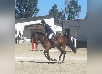 Deutsches Sportpferd, Wallach, 8 Jahre, 170 cm, Dunkelbrauner