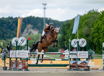 Deutsches Sportpferd, Wallach, 8 Jahre, 170 cm, Dunkelbrauner
