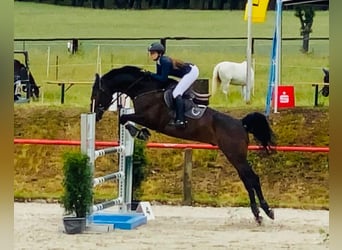 Deutsches Sportpferd, Wallach, 8 Jahre, 170 cm, Dunkelbrauner