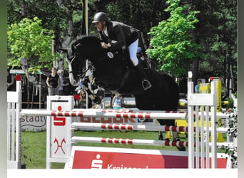 Deutsches Sportpferd, Wallach, 8 Jahre, 170 cm, Rappe