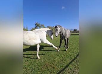 Deutsches Sportpferd, Wallach, 8 Jahre, 170 cm, Schimmel