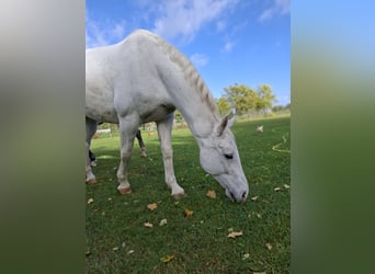 Deutsches Sportpferd, Wallach, 8 Jahre, 170 cm, Schimmel