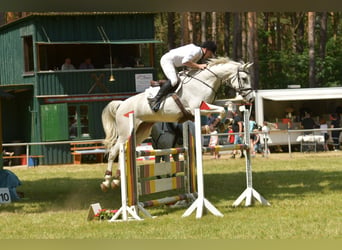 Deutsches Sportpferd, Wallach, 8 Jahre, 170 cm, Schimmel