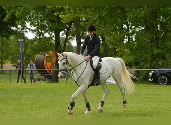 Deutsches Sportpferd, Wallach, 8 Jahre, 170 cm, Schimmel
