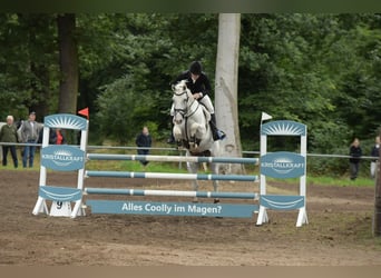Deutsches Sportpferd, Wallach, 8 Jahre, 170 cm, Schimmel