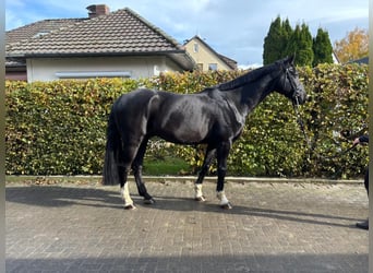 Deutsches Sportpferd, Wallach, 8 Jahre, 171 cm, Rappe