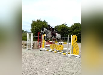 Deutsches Sportpferd, Wallach, 8 Jahre, 171 cm, Schimmel