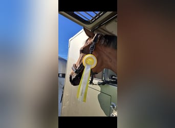 Deutsches Sportpferd, Wallach, 8 Jahre, 172 cm, Brauner