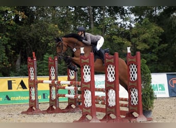 Deutsches Sportpferd, Wallach, 8 Jahre, 172 cm, Brauner