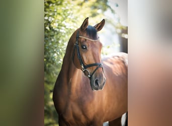 Deutsches Sportpferd, Wallach, 8 Jahre, 172 cm, Brauner