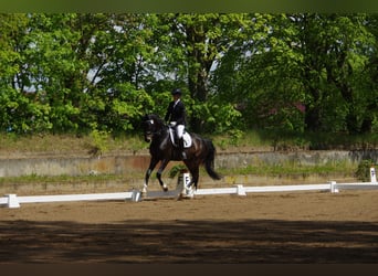 Deutsches Sportpferd, Wallach, 8 Jahre, 172 cm, Dunkelbrauner