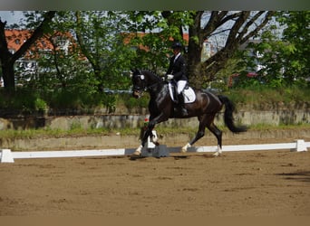 Deutsches Sportpferd, Wallach, 8 Jahre, 172 cm, Dunkelbrauner