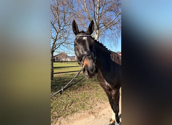 Deutsches Sportpferd, Wallach, 8 Jahre, 172 cm, Dunkelbrauner