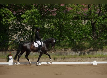 Deutsches Sportpferd, Wallach, 8 Jahre, 172 cm, Dunkelbrauner